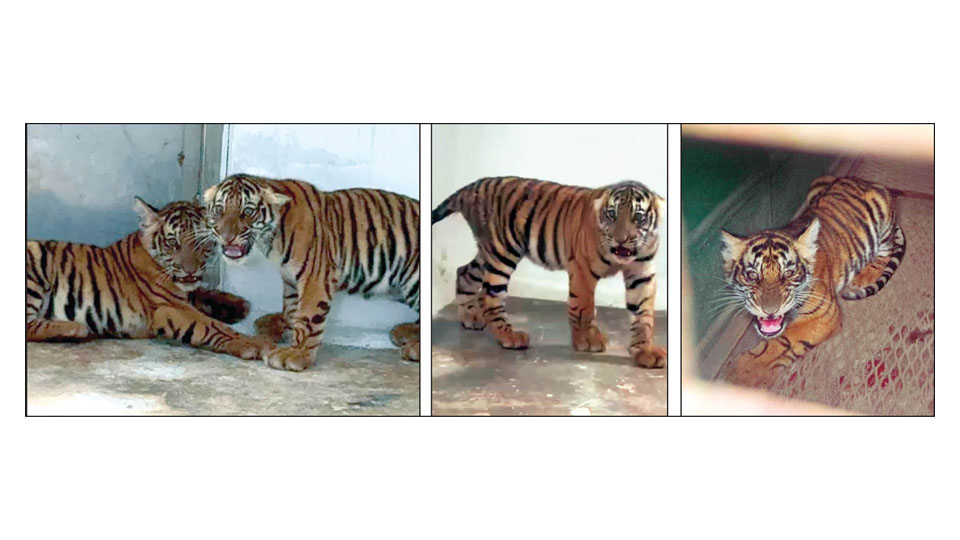 Four tiger cubs die after rescue