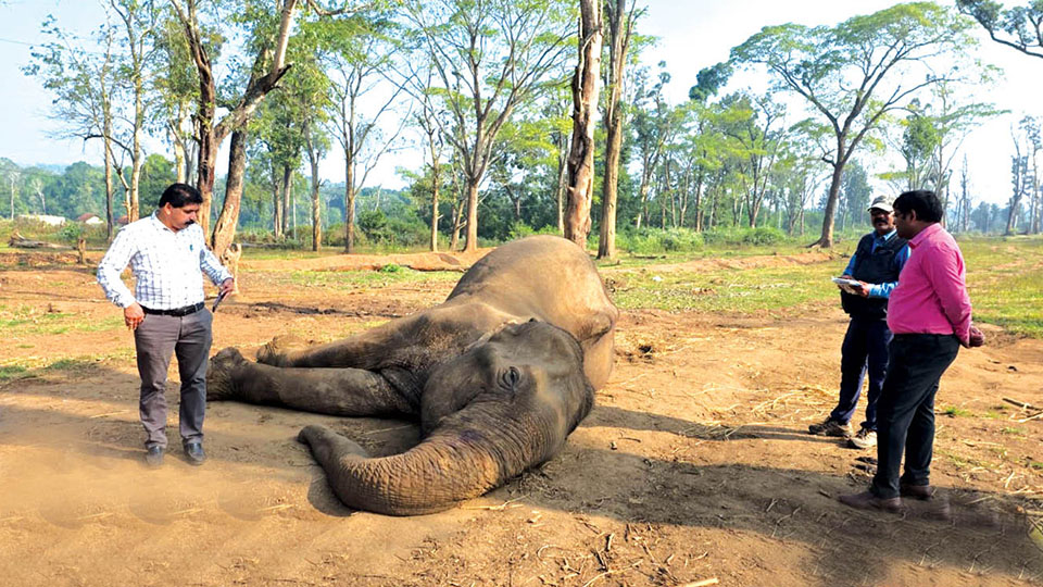 Elephant Taksha dies at Dubare Elephant Camp