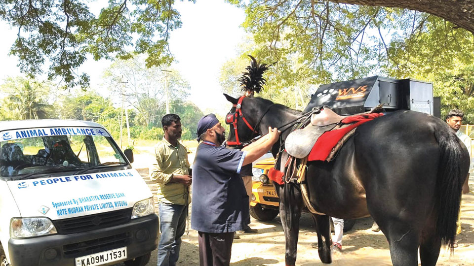 Horse health camp in Mysuru, Srirangapatna
