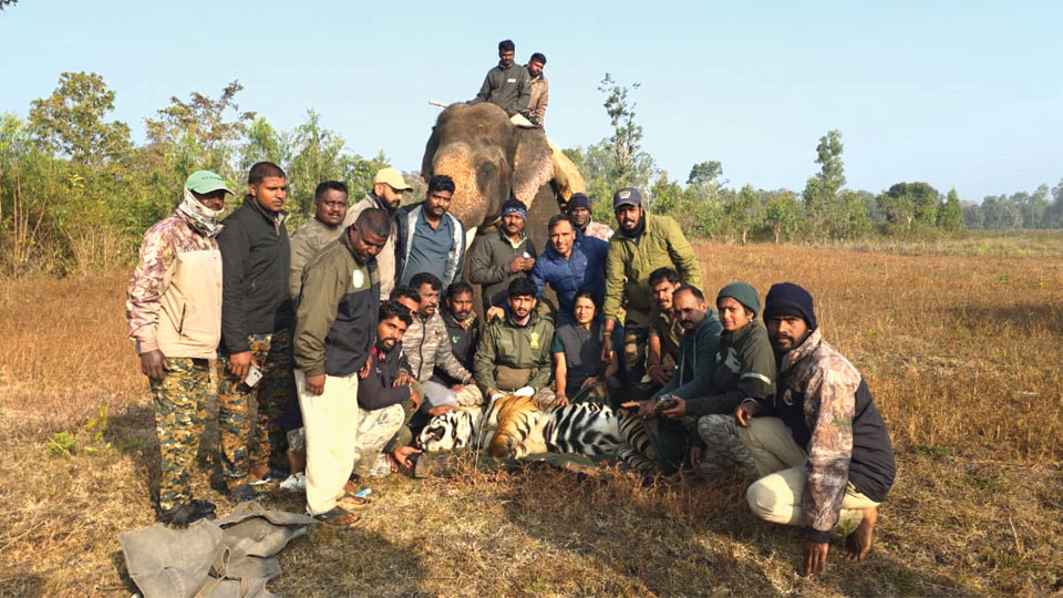 Two tigers captured in same spot in 48 hours
