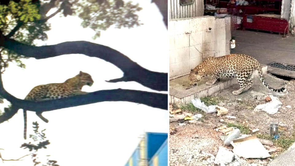 DCF warns of legal action against circulating AI photos of wild animals