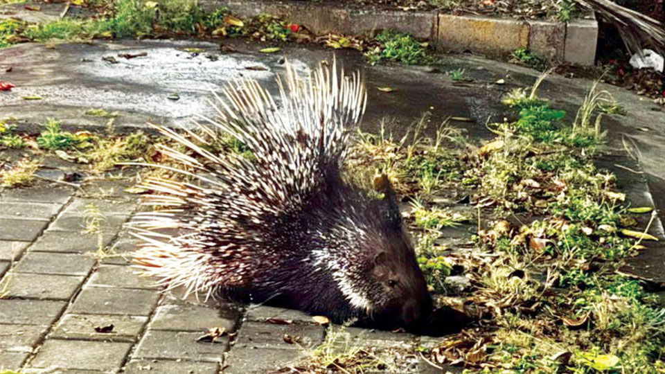 Injured porcupine rescued