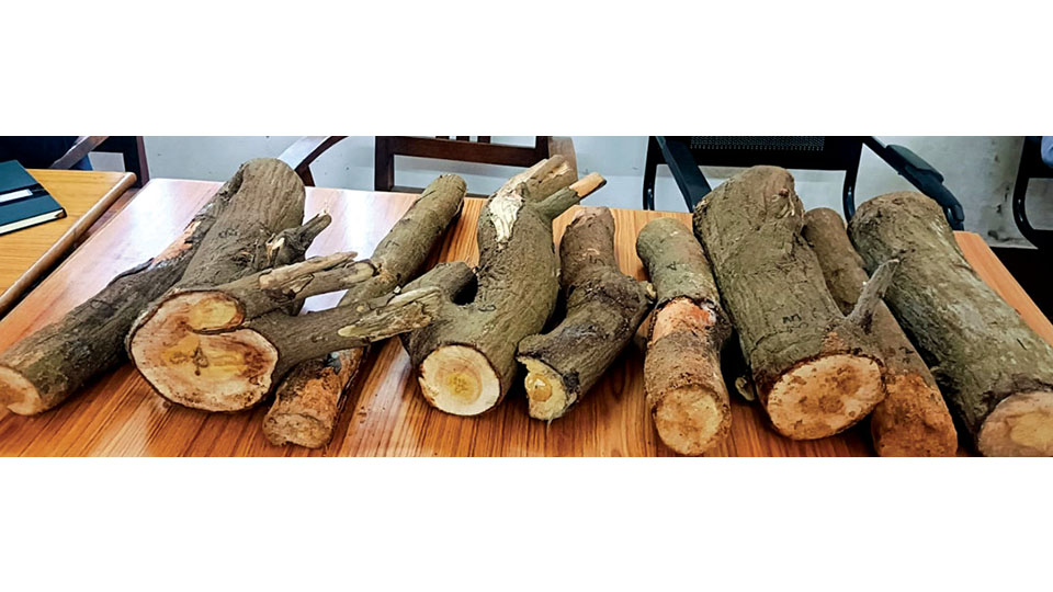 Sandalwood logs worth Rs. 1.5 lakh recovered; one held