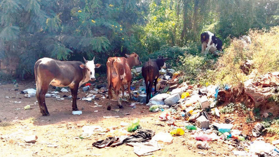 Garbage pile up on Chamundi Hill road