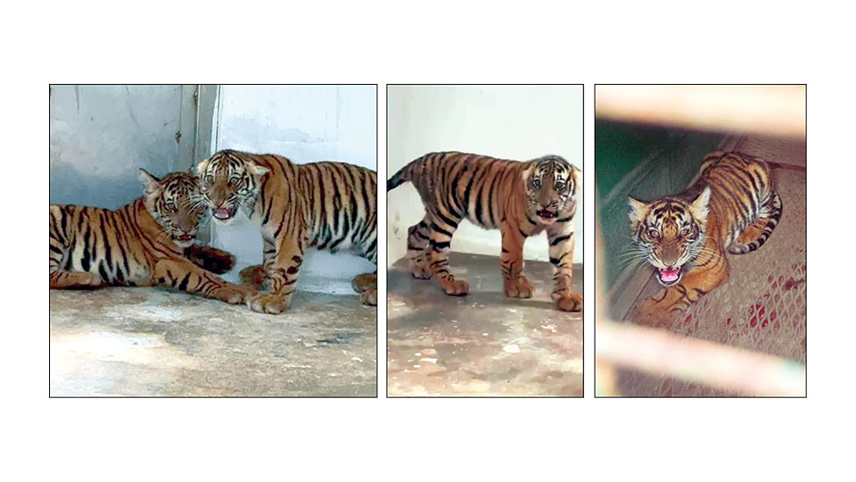 Star of Mysore - Other - News Image