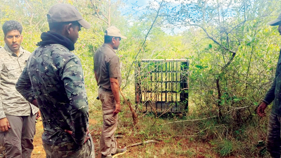 Tiger sighting at BEML: 10 camera traps set up to trace movements