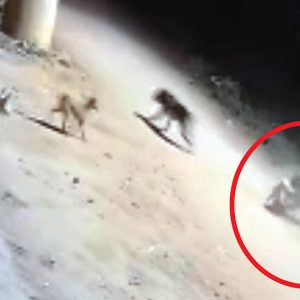 Leopard carries away stray dog at Belavadi