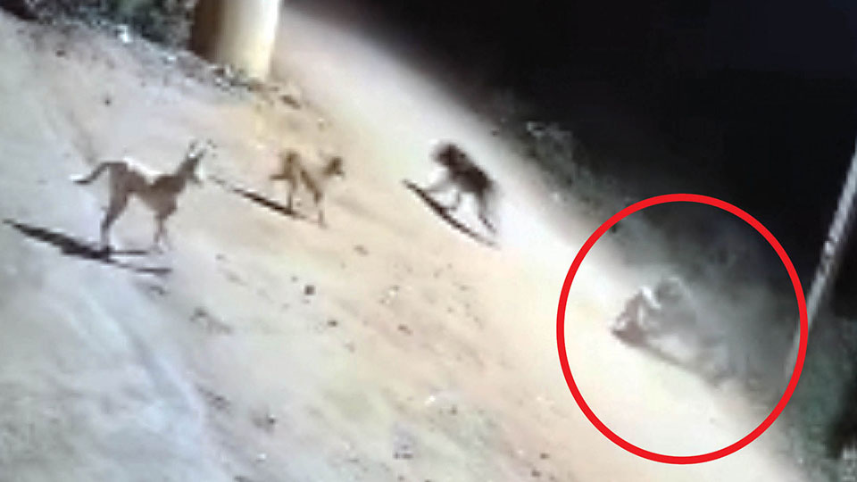 Leopard carries away stray dog at Belavadi