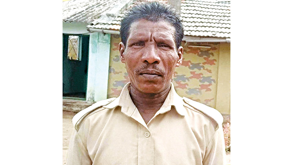 Tiger mauls forest watcher