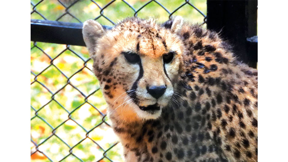 African Hunting Cheetah dies at Mysuru Zoo
