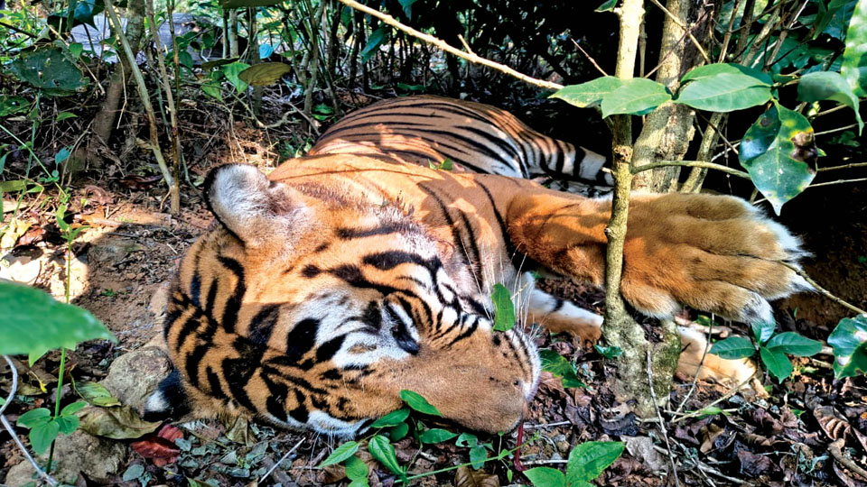 Tiger found dead in Kodagu estate, snare around neck