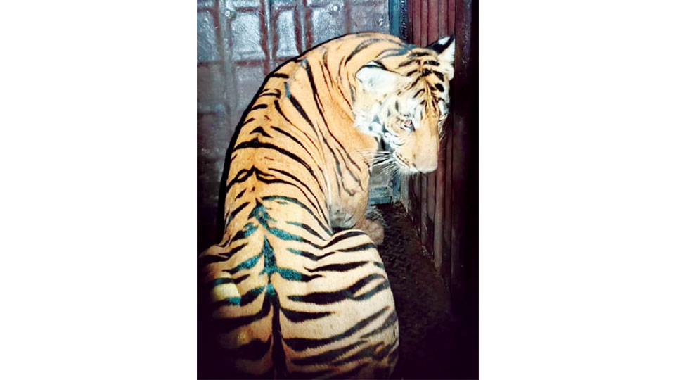 Elusive tiger finally rescued in Gundlupet