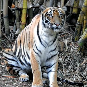Mysuru Zoo tigress ‘Thayamma’ dies