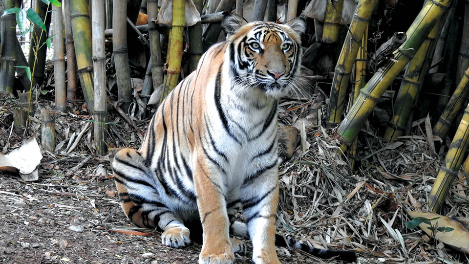 Mysuru Zoo tigress ‘Thayamma’ dies
