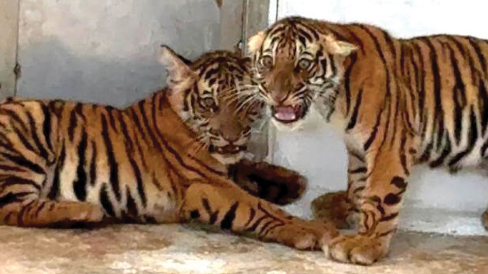 Strategy pays off; Tiger cubs reunited safely with mother