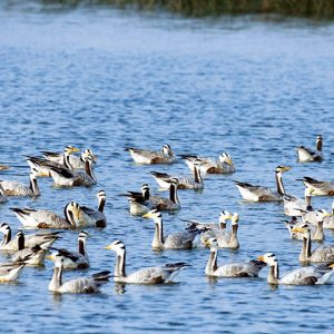 Himalayan high-fliers touch down at Hadinaru Lake