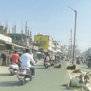 Stray cattle, streetlight issues on Mahadevapura Main Road