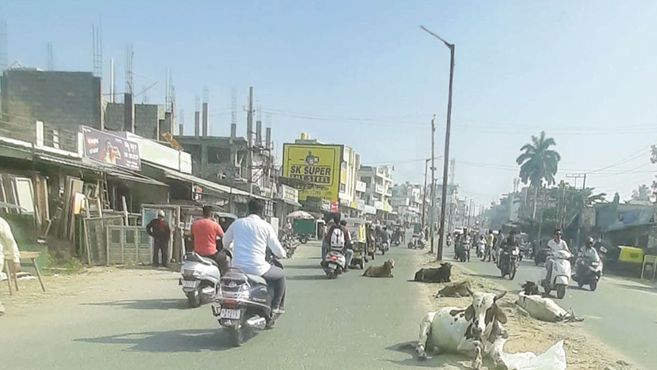 Stray cattle, streetlight issues on Mahadevapura Main Road