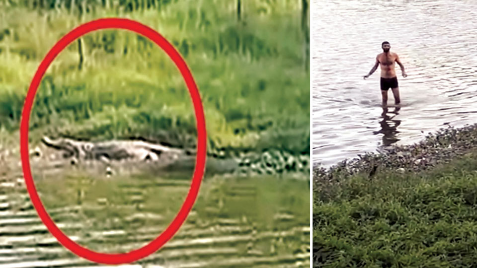 Crocodile spotted at Kukkarahalli Lake