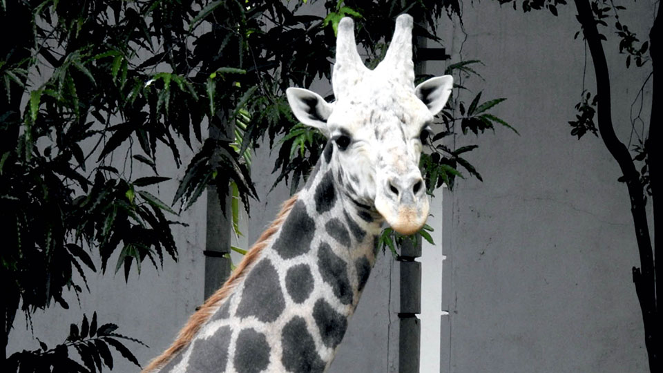Giraffe Yuvaraja dies at Mysuru Zoo