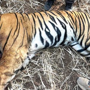 Tiger trapped near Hanagod; shifted to Bannerghatta