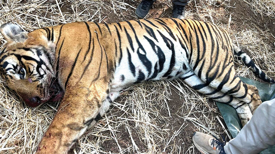 Tiger trapped near Hanagod; shifted to Bannerghatta