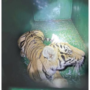 One more tiger cub rescued