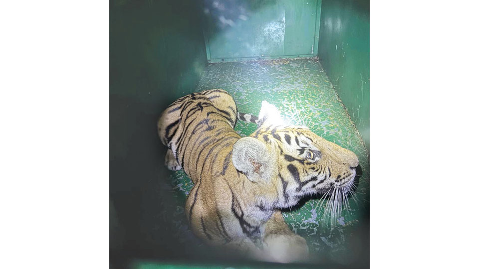 One more tiger cub rescued