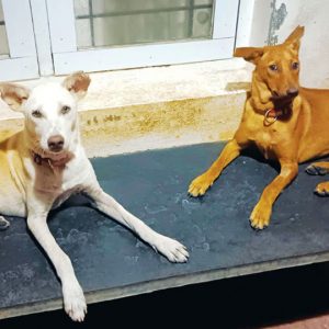 Star Pups: Adopt us...