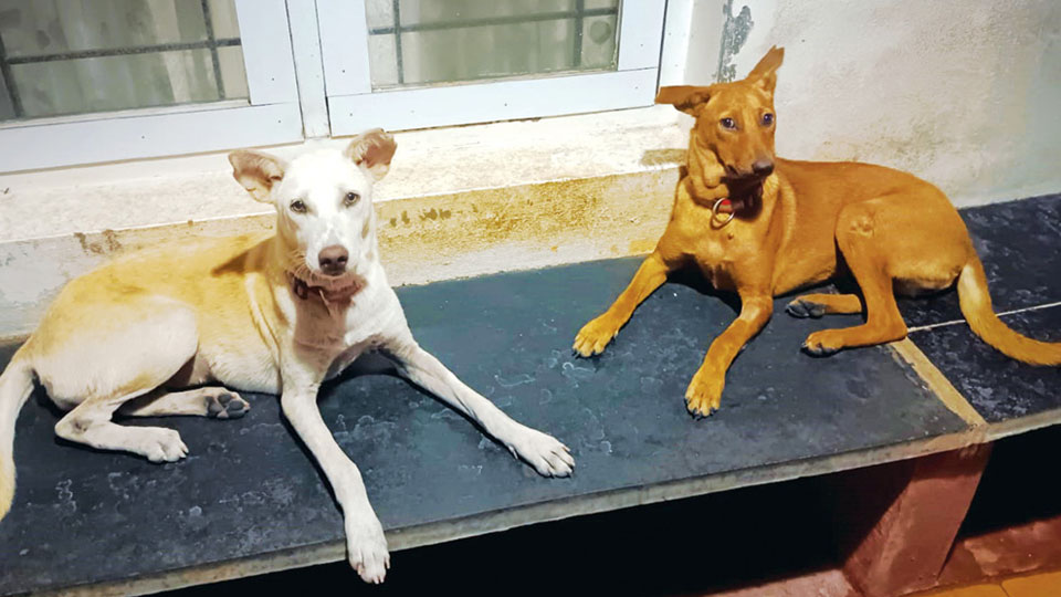 Star Pups: Adopt us…