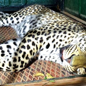 Leopard that killed M.M. Hills pilgrim captured