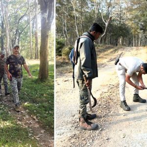 Counting the big cats