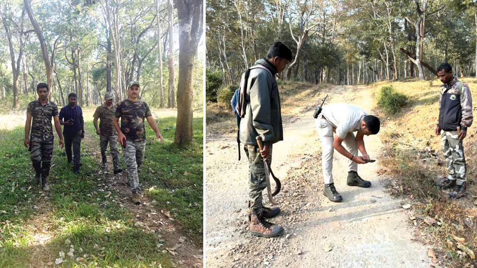 Counting the big cats