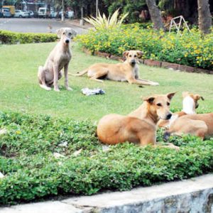 Public health needs ecology, not erasure