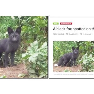 Viral photo of Black Fox is fake