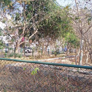 Kotivruksha Park turns into a fire trap