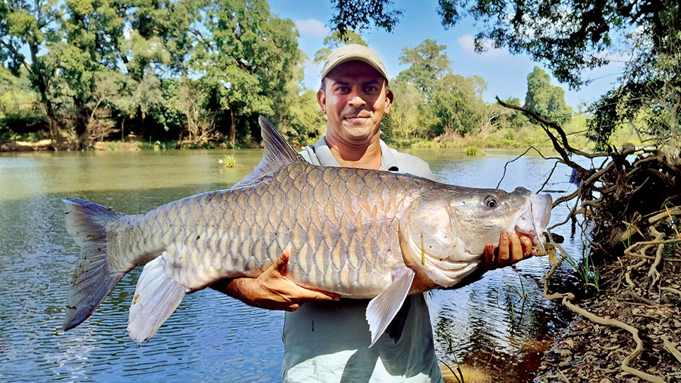 Return of the… Mahseer