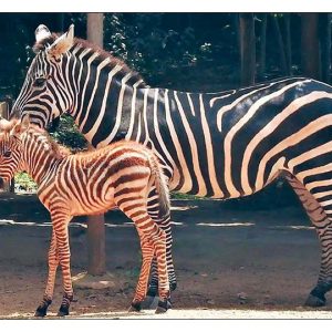 Zebra Prachi dies at Mysuru Zoo