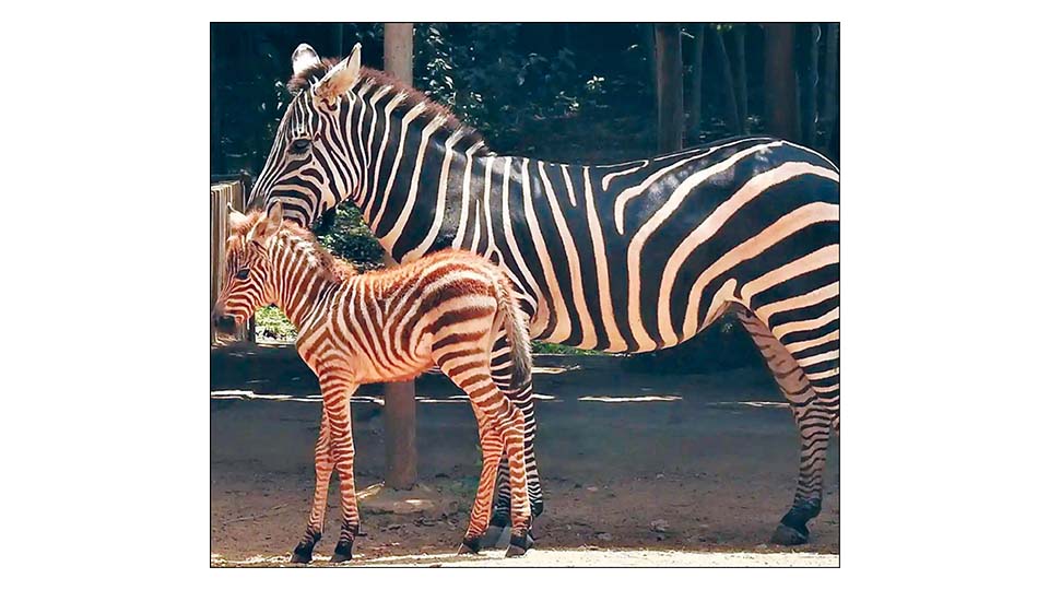 Zebra Prachi dies at Mysuru Zoo