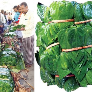 Betel Mania Udbur's thriving betel leaf market