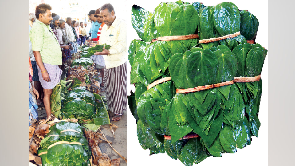 Betel Mania Udbur’s thriving betel leaf market