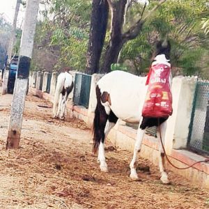 Footpath or horse stable?