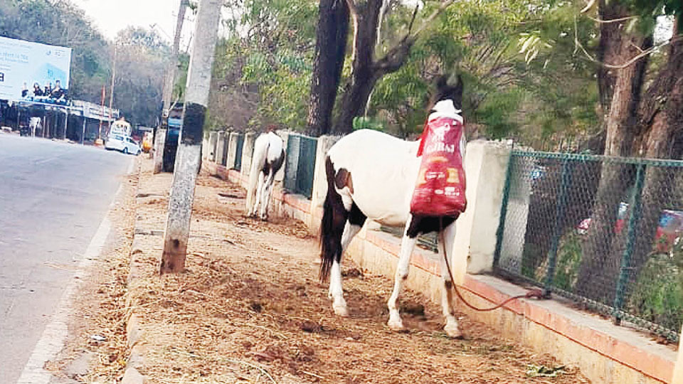 Footpath or horse stable?