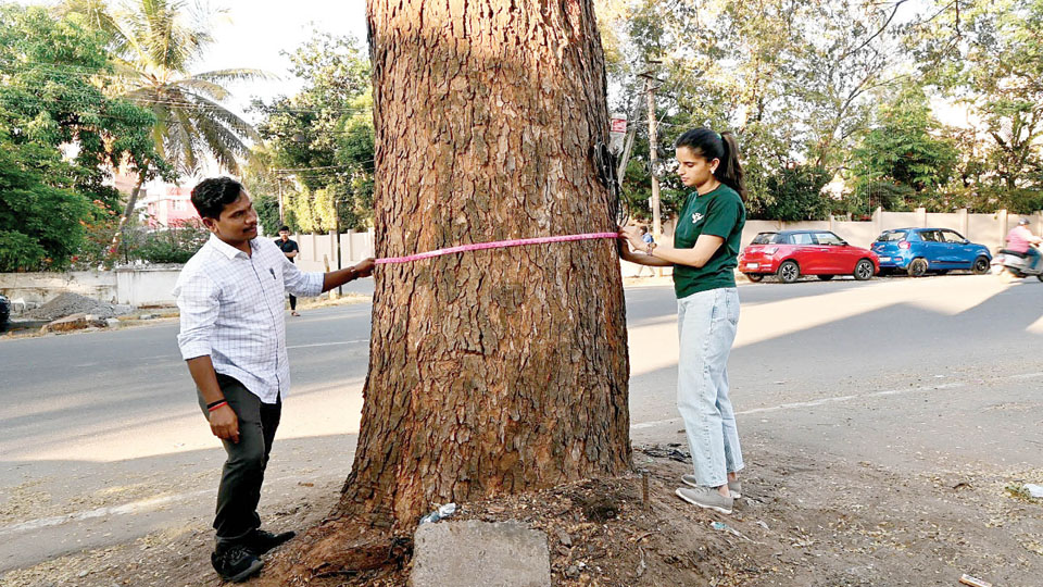 Tree Audit gets a royal lead