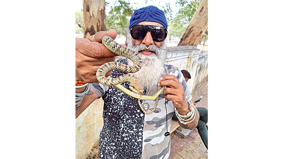 Rare Flying Snake rescued from Vijayanagar house
