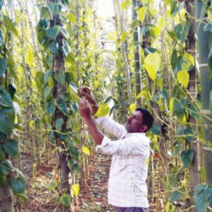 Mann Ki Baat: Modi highlights export of Mysuru betel leaves