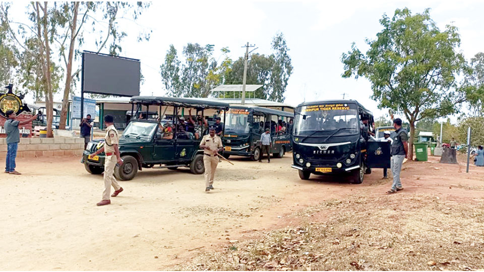 After four months gap… Safari at Bandipur, Nagarahole begins