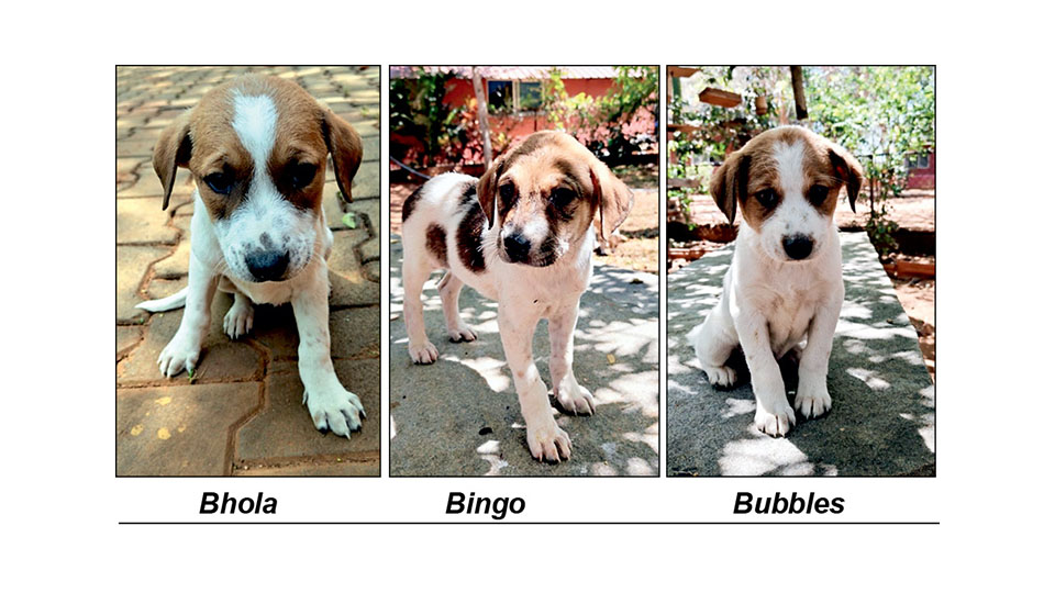 Star Pups: Adopt us…
