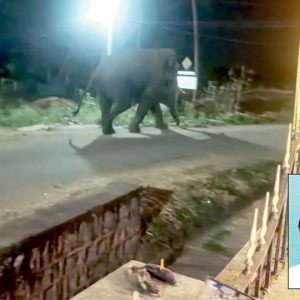 Man trampled to death by wild elephant at Bandipur