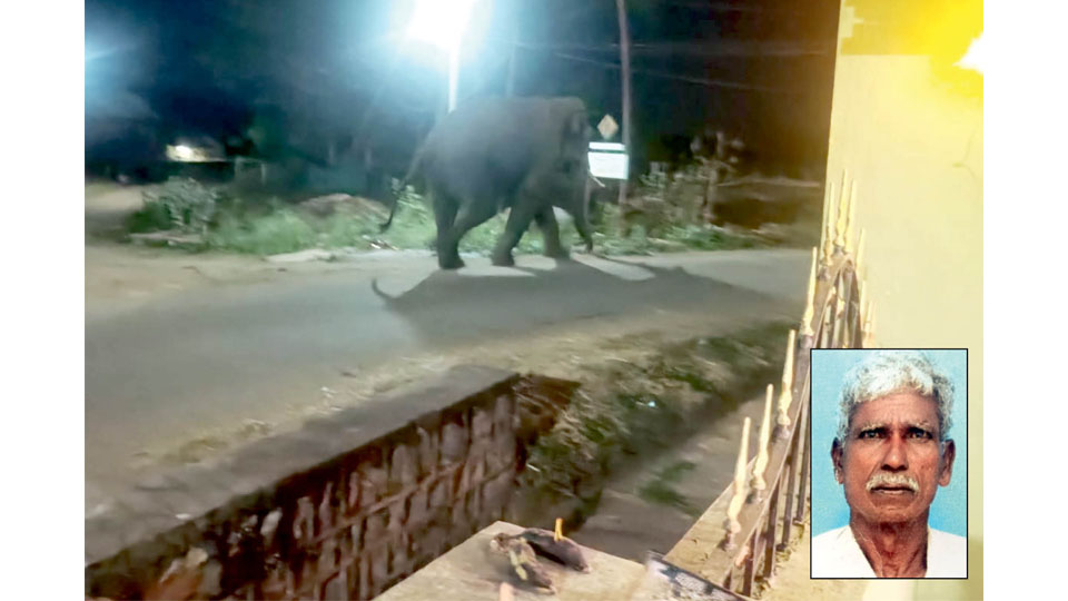 Man trampled to death by wild elephant at Bandipur